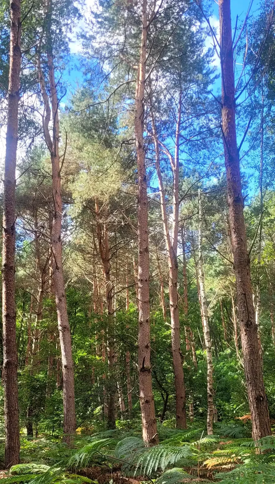 Arbres dans une forêt d'un groupement forestier